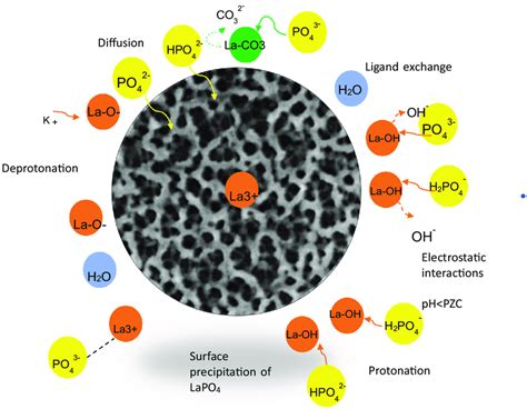 Schematic diagram of the mechanism of phosphate onto LN-WB. | Download ...