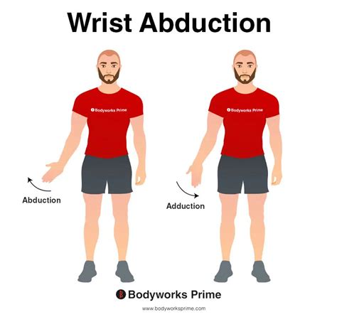 Flexor Carpi Radialis Muscle Anatomy Bodyworks Prime