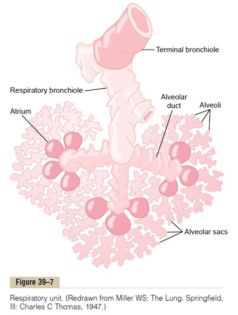 Diffusion Of Gases Through The Respiratory Membrane