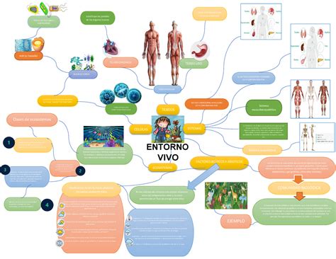 Arriba 49 Imagen Mapa Mental De Los Conceptos Basicos De La Biologia Abzlocalmx