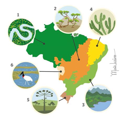 Biomas Brasileiros Biomas S O Regi Es Que Compreendem Grandes