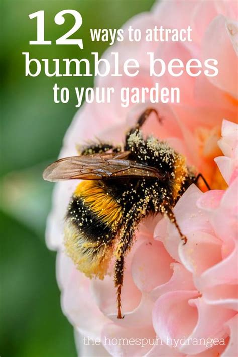 26 Ways To Attract Bumble Bees To Your Garden The Homespun Hydrangea