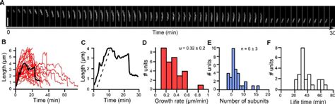 Focal Adhesion Linear Subunit Dynamics We Extracted The Dynamic