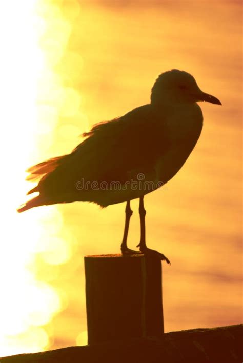 Seagull Silhouette Stock Photo Image Of Gull Noise 79342838