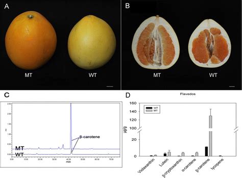 The Phenotype And Carotenoid Content In The Wt And Mt A B