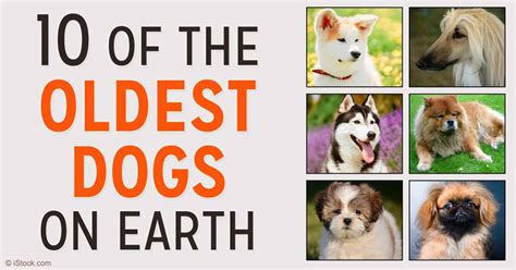 10 Of The Oldest Dog Breeds On Earth