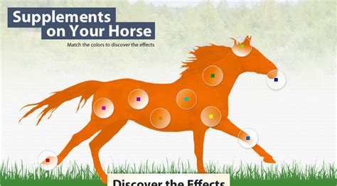 Horse Supplements Infographic - Horse.com