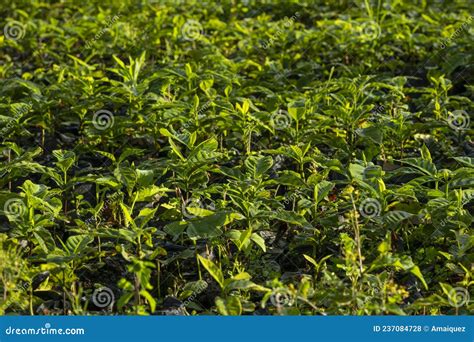 New Plants of Arabica Coffee in Organic Plantation Stock Photo - Image ...