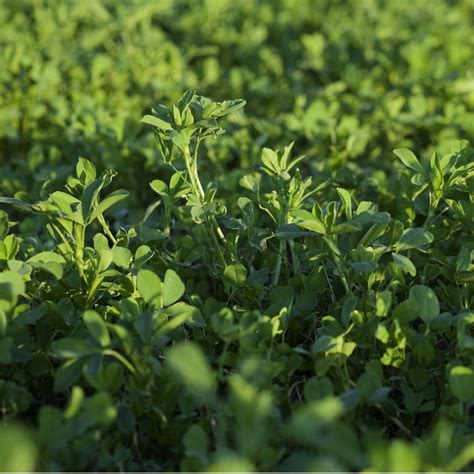 Why Alfalfa Needs To Stay in Crop Rotations | Forage Genetics International