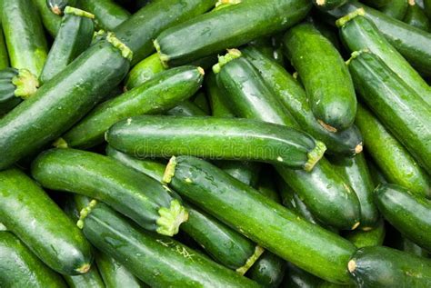 Zucchini Stock Photo Image Of Uncooked Background Organic 55740886