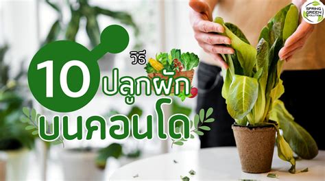 10 วิธี ปลูกผักบนคอนโด ให้งอกงาม ปลูกกินเองได้ แม้ในพื้นที่จำกัด