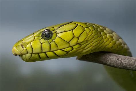 Mamba Verde Occidental Todo Sobre Esta Serpiente Letal