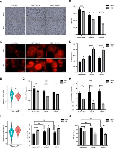 Downregulation Of Ssbp Increased Tmz Sensitivity And Enhanced Tmz