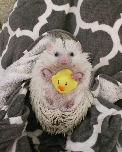 Me and my rubber ducky : aww
