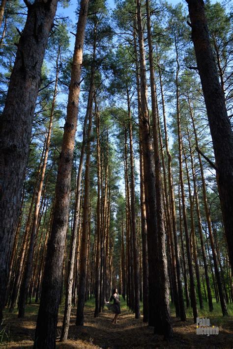 Black Forest Butterfly Nude In The Forest Striptease Pablo Incognito