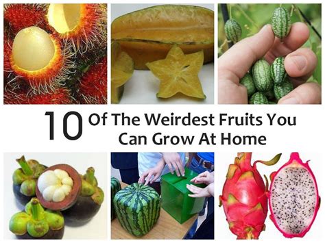 12 Weird And Unusual Fruits And Veggies You Can Grow At Home Weird Fruit Food Garden Edible Garden