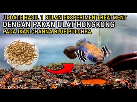 Ikan Channa Blue Pulchra Setelah Satu Bulan Eksperimen Treatment Dengan