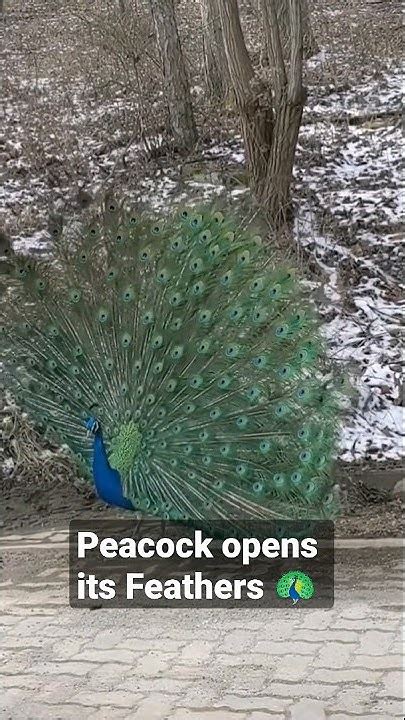 Beautiful Peacock Dance 🦚🦚 Peacock Spread Feathers Youtube