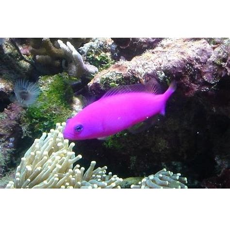 Purple Dottyback Pseudochromis Porphyreus Fotos De Peixes Painel