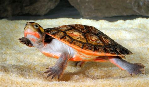 Comment sortir une tortue deau de son aquarium en toute sécurité