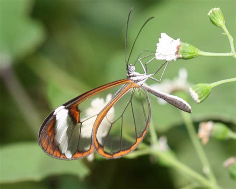 Save Our Beautiful Mother Nature: Glass Winged Butterfly