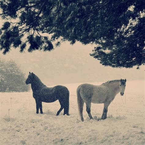 Premium Photo Two Horses In Snowy Meadow