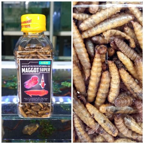 Jual Maggot Super Ulat Kering Pakan Ikan Arwana Louhan Channa Predator