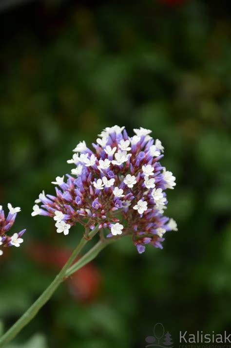 Limonium Purple Parachute Zatrwian Wr Bny