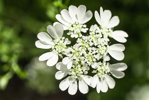 How to Grow and Care for White Lace Flower