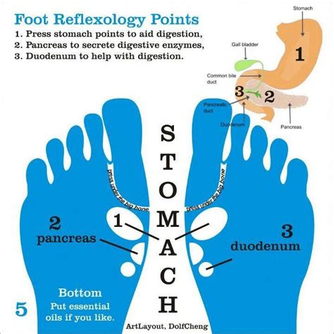 Reflex Points For Stomach Movies Reflexology Reflexology Oils