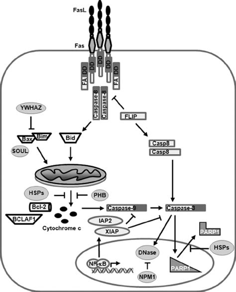 Model Summarizing The Steps In Fas Apoptotic Pathway That Were Thwarted