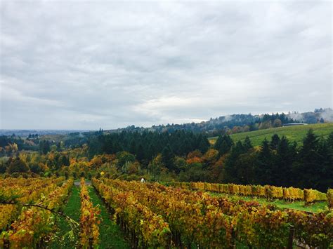 A Vineyard Wine Tour - Taste the Willamette Valley