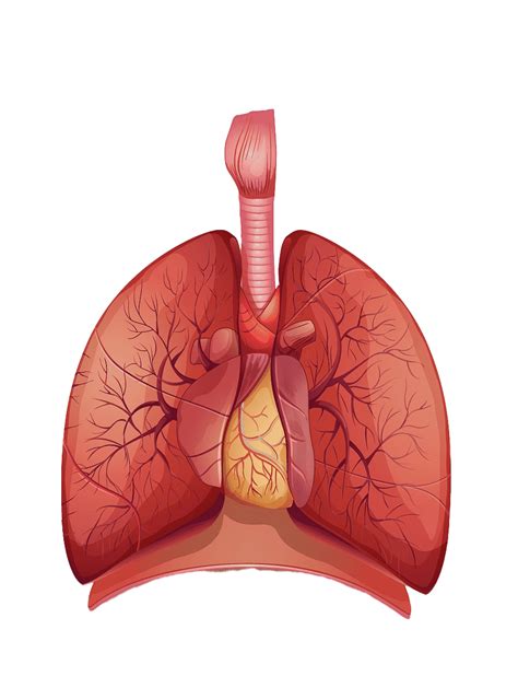 Animated Lungs Png High Quality Image