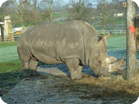 WEST MIDLANDS SAFARI PARK: BRITAIN'S BEST DAY OUT?