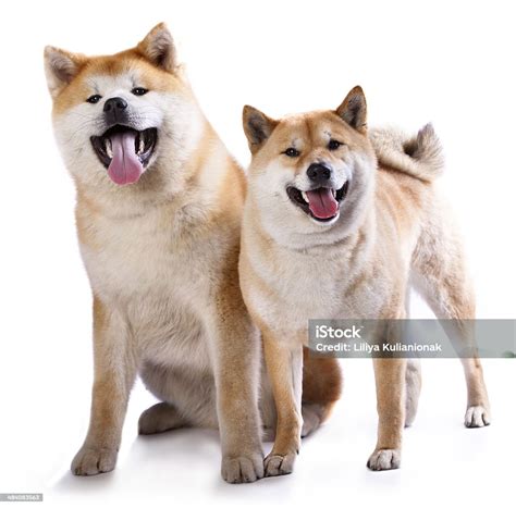 Akitas And Shiba Inu Dog Stock Photo Download Image Now Akita Dog