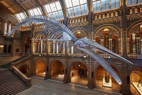 london's natural history museum unveils blue whale skeleton