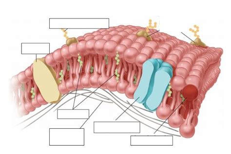 3 Cell Transport Diagram Quizlet