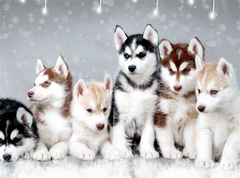 Pomsky Dog Breed Information - Inside Dogs World