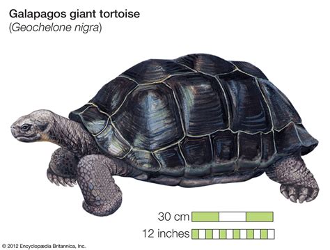 Lets talk about tortoise ... | Hallyu+