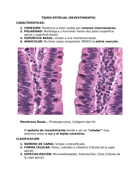 Tejido Epitelial Revestimiento TEJIDO EPITELIAL REVESTIMIENTO