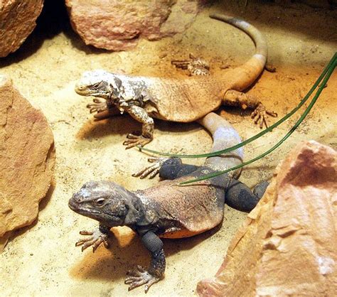 Chuckwalla Information for Kids