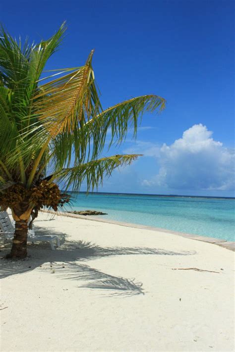 Images Gratuites plage mer côte arbre le sable océan plante