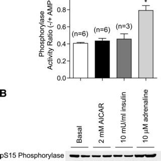 Schematic Summary Shows The AMPK Mediated Increase In Muscle Glycogen