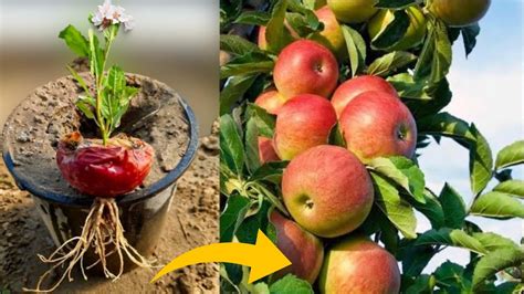 Unique Skills How To Grow Apple Tree From Apple Youtube