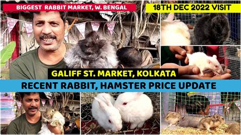 Recent Week Rabbit Hamster Price Galiff Street Cheapest Pet Market