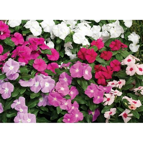 Vinca Cora Xdr Mix Live Annual Plantsplugs 1