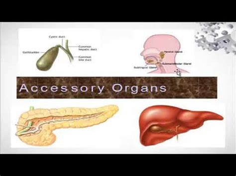 Human Digestive System In Urdu YouTube