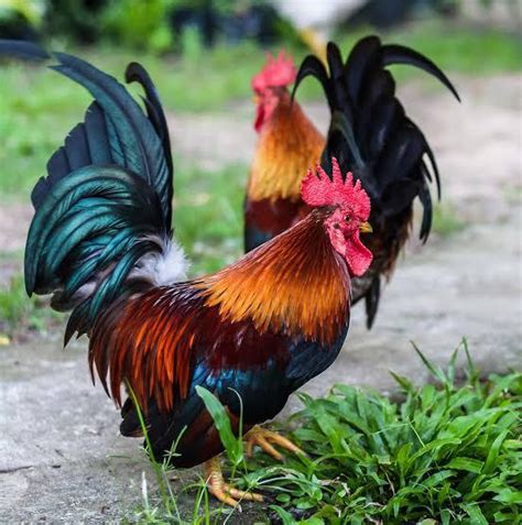 BACKYARD POULTRY FARMING AND PARASITIC DISEASES CAUSE EFFECT AND