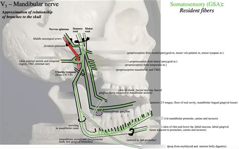 Mandibular Nerve Diagram | Quizlet