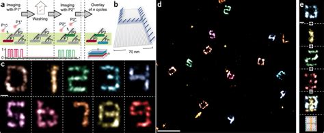 Multiplexed D Cellular Super Resolution Imaging With Dna Paint And